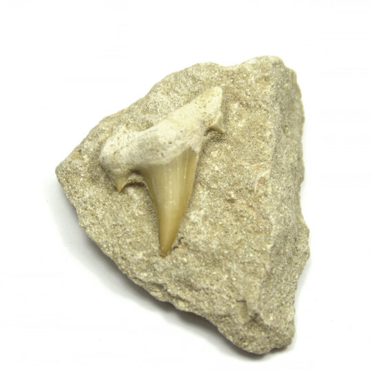 fossiler Haizahn auf Matrix