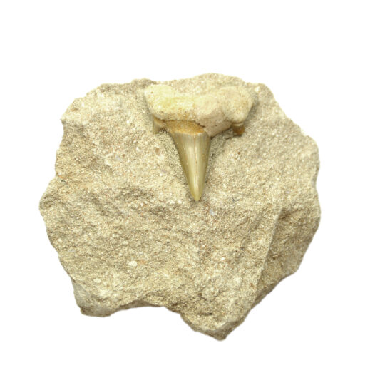 fossiler Haizahn auf Matrix