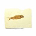 versteinerter Fisch Knightia L 27802L0VFK