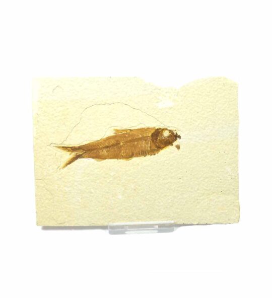 versteinerter Fisch größeres Fossil