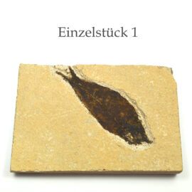 versteinerter Fisch größeres Fossil