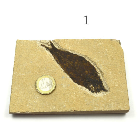 versteinerter Fisch größeres Fossil