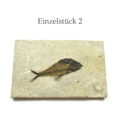 versteinerter Fisch Knightia L Einzelstück 2
