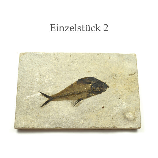 versteinerter Fisch größeres Fossil