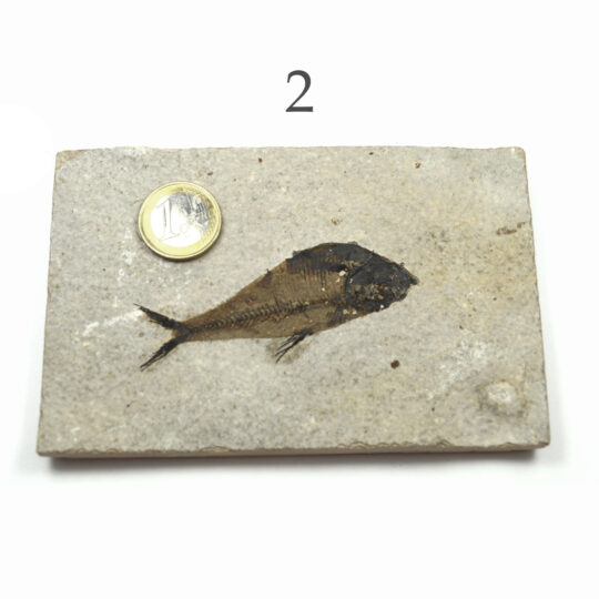 versteinerter Fisch größeres Fossil