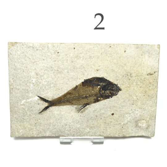 versteinerter Fisch größeres Fossil