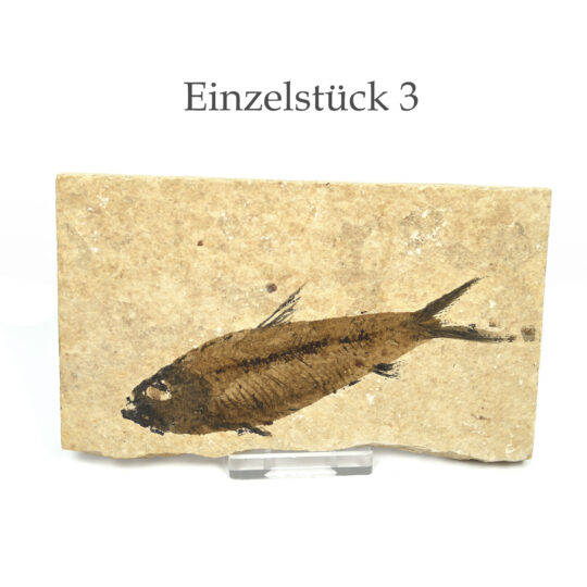 versteinerter Fisch größeres Fossil