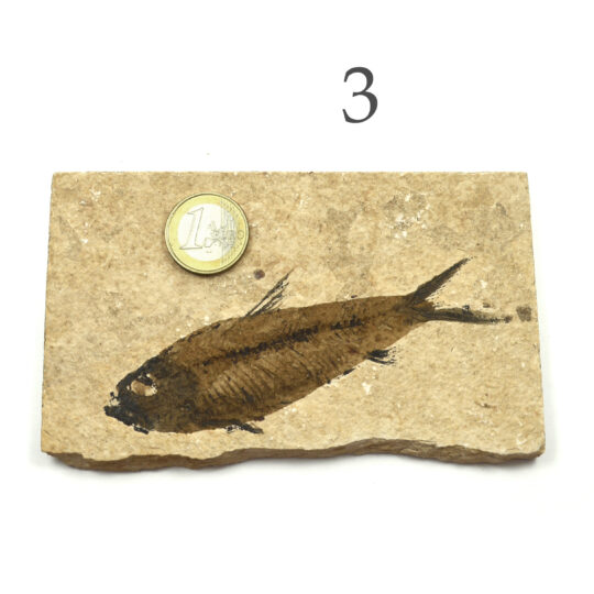 versteinerter Fisch größeres Fossil