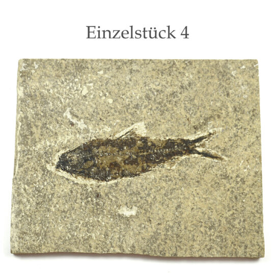 versteinerter Fisch größeres Fossil