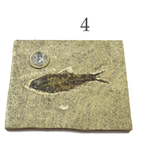 versteinerter Fisch größeres Fossil