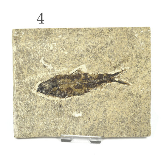 versteinerter Fisch größeres Fossil