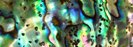 Abalone