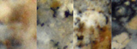 Dendritenopal