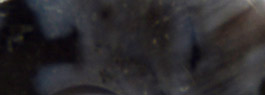 Gabbro