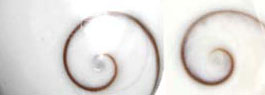 weißer Edelstein Operculum