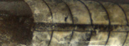 Orthoceras
