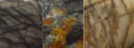Picassojaspis