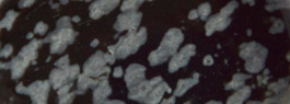 Schneeflockenobsidian