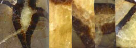 Septarie