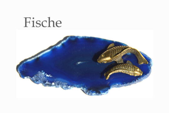 Ratgeber Fische Hauptbild
