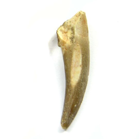 Saurierzahn Plesiosaurier
