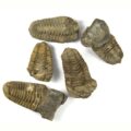 Trilobit Fossil