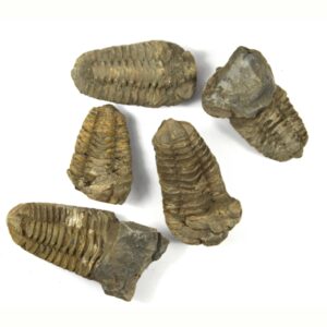 Trilobit Fossil