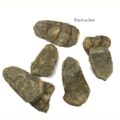 Trilobit Fossil Rückseite