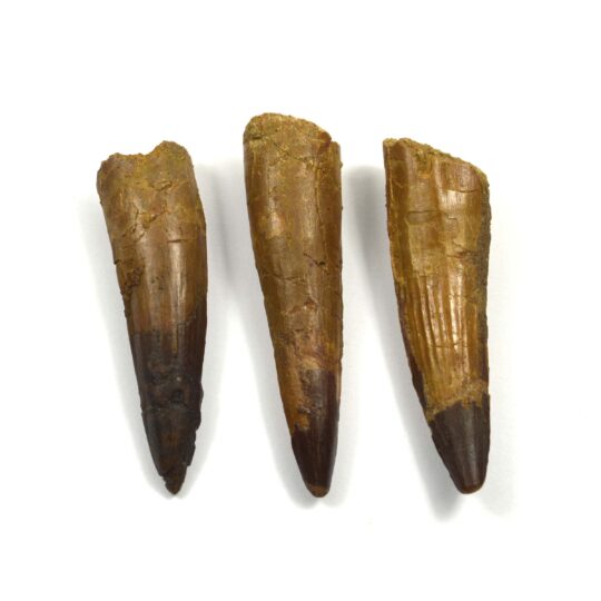 versteinerter Spinosaurierzahn 7 cm