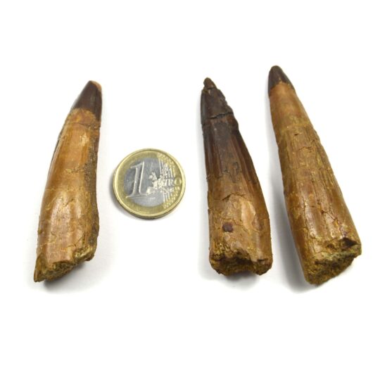 versteinerter Spinosaurierzahn 7 cm