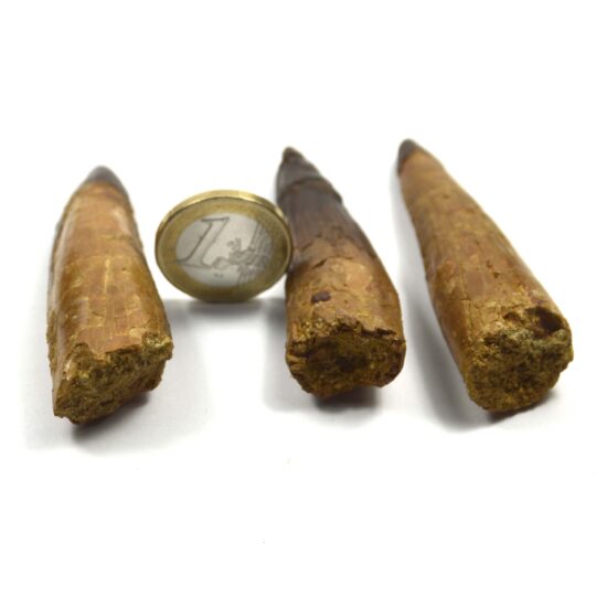 versteinerter Spinosaurierzahn 7 cm