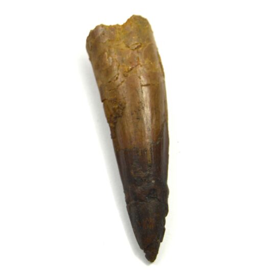 versteinerter Spinosaurierzahn 7 cm